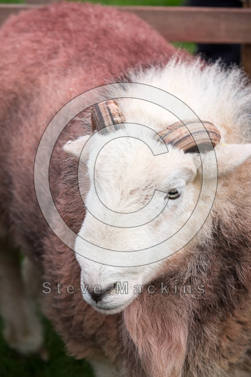 Beaumont Farm Lakeland Sheep - Lakeland Photos - Art Prints Beaumont Farm Lakeland Sheep