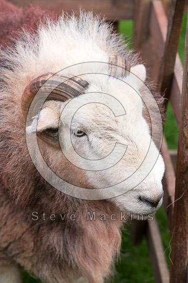 Colthouse Field Herdwick Sheep