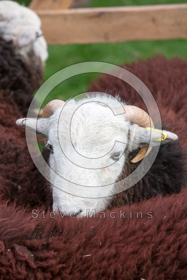 Red Screes Lake district Sheep