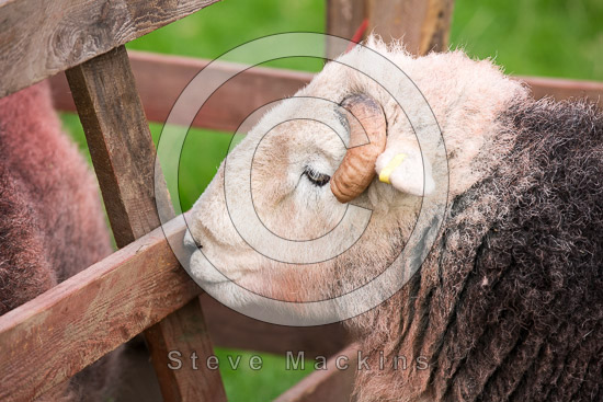 Armathwaite Valley Lakeland Sheep - Lakeland Photos - Art Prints Armathwaite Valley Lakeland Sheep