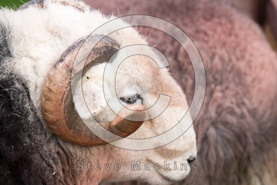 Swinside Field Herdwick