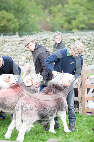 Milburn Lake district Sheep