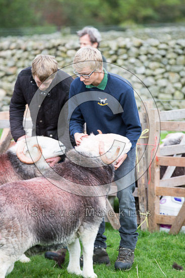 Wandope Field Lakeland Sheep