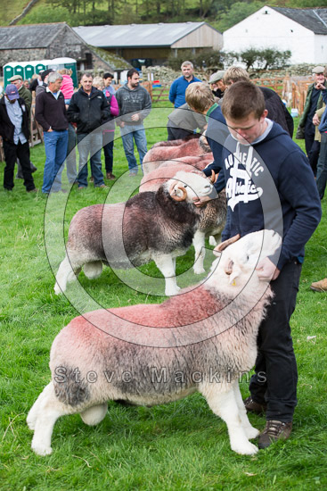 Maulds Meaburn Farm Lakeland Sheep