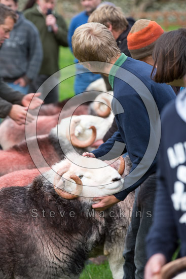 Grey Crag Farm Herdwick