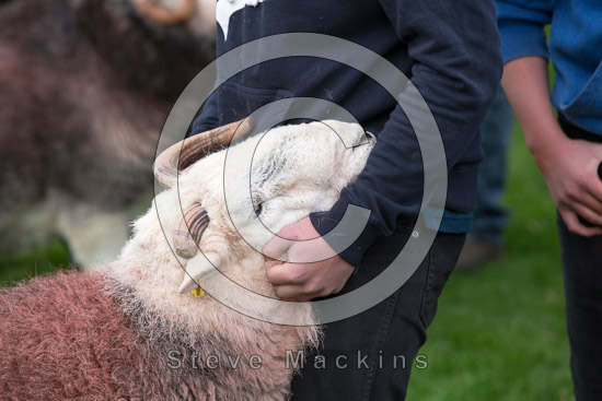 Hen Comb Lake district Sheep