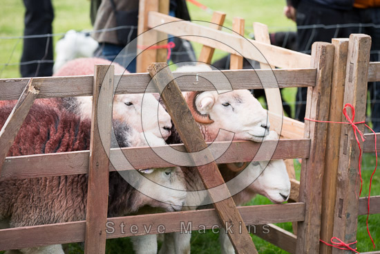 Mosedale Lake district Sheep - Lakeland Photos - Art Prints Mosedale Lake district Sheep