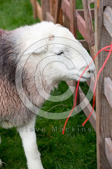 Threlkeld Valley Herdwick