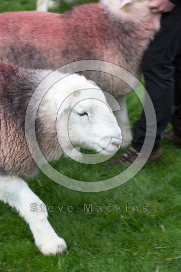 Blencow Herdwick