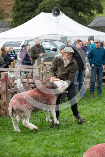 Routenbeck Lake district Sheep