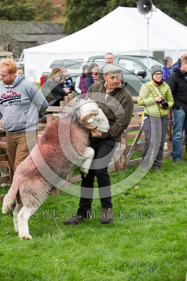 Boustead Hill Farm Herdwick Sheep