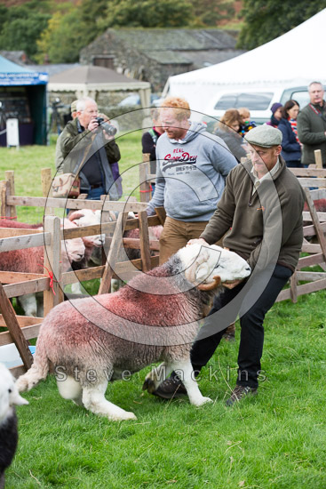 Grayrigg Forest Lake district Sheep
