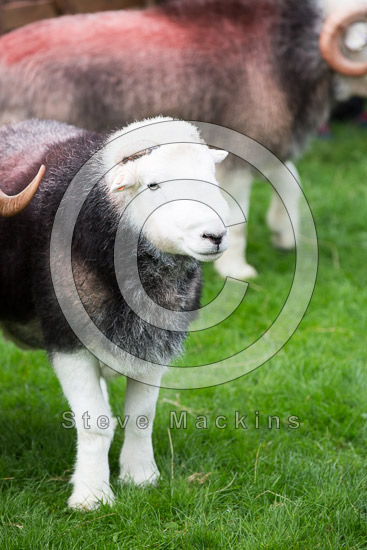 Knott Rigg Lakeland Sheep