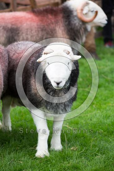 Sedgwick Field Herdwick Sheep - Lakeland Photos - Art Prints Sedgwick Field Herdwick Sheep