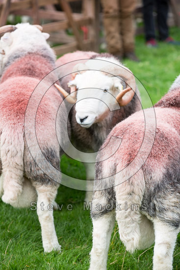Lowther Field Lake district Sheep