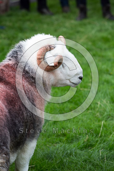 Mosedale Herdwick