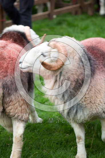 Shipman Knotts Field Lakeland Sheep