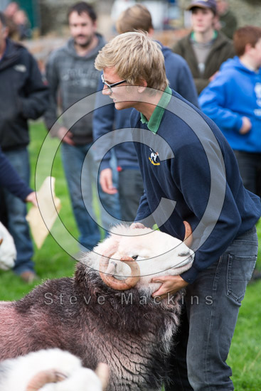 Corney Valley Herdwick Sheep