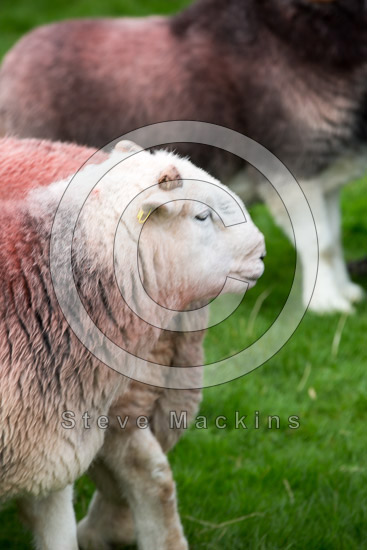 Grey Friar Field Lake district Sheep