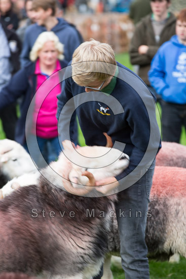 Scafell Pike Field Herdwick Sheep