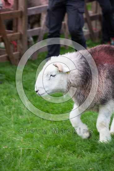 Thunacar Knott Valley Herdwick