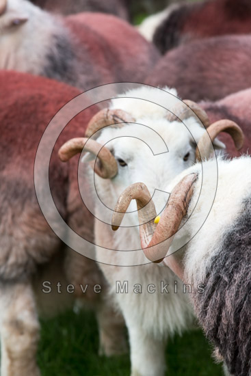 Torpenhow Farm Lake district Sheep