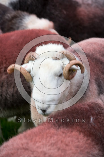 Elterwater Farm Herdwick