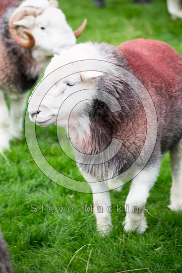 Kendal Valley Herdwick