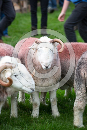 Bannerdale Crags Lakeland Sheep