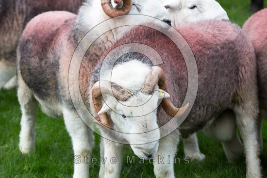 Lowick Farm Herdwick