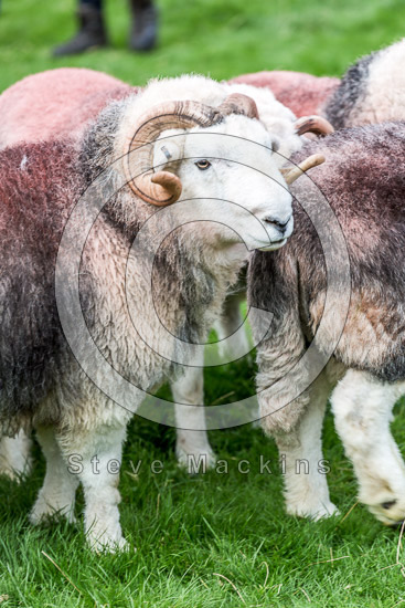Crosby Garrett Farm Herdwick