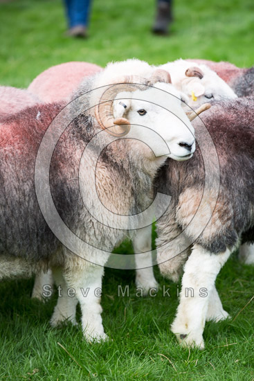 Culgaith Farm Herdwick - Lakeland Photos - Art Prints Culgaith Farm Herdwick