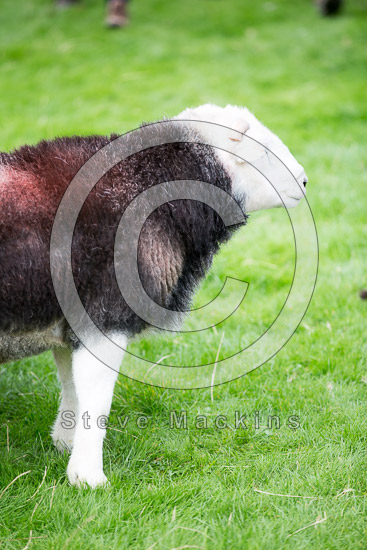 Rydal Farm Herdwick Sheep - Lakeland Photos - Art Prints Rydal Farm Herdwick Sheep