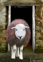 Herdwick Sketches, Blindcrake, Garrigill, Bardsea, Herdies, Buck Pike, Hart Crag, Pillar, Herdwick Sheep Acrylic Painting, Blea Rigg, Branstree, Great Carrs, Herdwick Sheep Oil Painting, Herdwick Sheep Prints, Caldbeck, Great Corby, Grange Fell, Allithwaite, Loft Crag, Herdwick, Herdwick Sheep Oil Pastels, Brampton (Carlisle), Herdwick Art Studio, Seatallan, Dovenby, Fleetwith Pike, Eagle Crag, Far Sawrey, Cumwhinton, Portinscale, Farlam,  Lake District, Cumbria.
