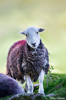 Welton, Buckbarrow, Green Gable, Herdwick Sheep, Birkhouse Moor, Newlands (Keswick), Herdwick Sheep Oil Painting, Barf, Brown Pike, St. Bees, Herdwick Sheep Acrylic Painting, Brockleymoor, High Pike (Scandale), Boltongate, Fellbarrow, Little Asby, Herdwick Drawings, Cold Pike, Herdwick Ewe, Lakeland Sheep, Herdwick Sheep Sketch, Herdwick Company, Herdwick Art Studio, Baycliff, Hincaster, Mixed-Media Herdwick Art, Hopegill Head,  Lake District, Cumbria.