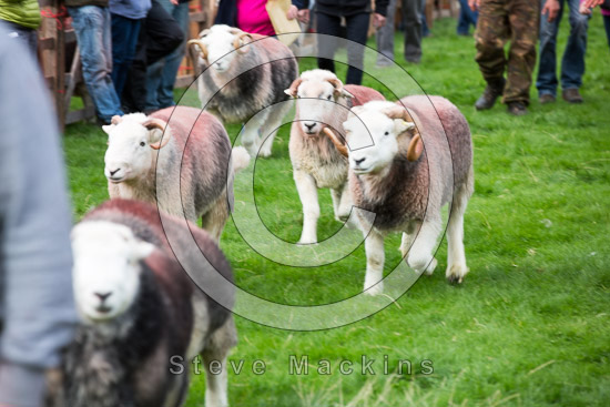 Irthington Lake district Sheep