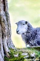 Fellbarrow, Holme, Green Crag, Troutbeck (Penrith), Herdwick Art, Tallentire, Blencarn, Eel Crag (Crag Hill), Herdwick Ewe, Herdwick Sheep Sketch, Kirkland (Penrith), Heversham, Farlam, Old Hutton, Steel Knotts, Catstycam, Windermere, Herdwick Drawings, Grange-Over-Sands, Lowthwaite Fell, Asby (Workington), Herdwick Art Studio, Bonscale Pike, Long Side, Greystoke, Herdwick Sketches, Lakeland Sheep, Great Calva, Herdwick Sheep Art, Herdwick Sheep Oil Pastels,  Lake District, Cumbria.