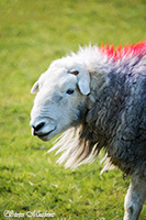 Watendlath, Greendale, Lingmell, Mixed-Media Herdy Art, Herdwick Sheep Oil Painting, Torpenhow, Herdwick, Knott, The, Lakeland Herdy Artworks, Newbiggin (Brampton), Herdwick Wall Art, Ousby, Yewbarrow, Harter Fell, Eskdale, Isel, Pavey Ark, Hayton (Aspatria), Old Town, Herdwick Sheep Sketch, Orton, Shipman Knotts, Swirl How, Herdwick Sheep Prints, Black Combe, Herdy Ewe, Coniston Old Man, Herdy Sketch, Ings, Little Langdale,  Lake District, Cumbria.