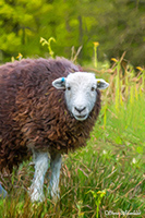 Brockleymoor, Mixed-Media Herdy Art, Askham, Great End, Dalton-in-Furness, Roosebeck, Herdwick Sheep Oil Painting, Hen Comb, Great Sca Fell, Herdwick Sheep, Sour Howes, Herdwick Sheep Art, Gowbarrow Fell, Herdy Wall Art, Rossett Pike, Herdy Sketch, Herdy Ewe, Carl Side, Edenhall, Rusland, Greystoke, Herdwick Sheep Oil Pastels, Herdwick Drawings, Herdy Sketches, Ousby, Lakeland Herdy Artworks, Brigham, Crag Fell,  Lake District, Cumbria.