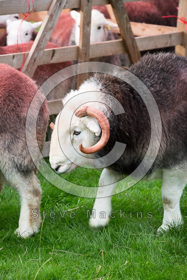 Salkeld Dykes Farm Herdwick Sheep - Lakeland Photos - Art Prints Salkeld Dykes Farm Herdwick Sheep