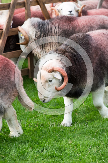 Brigflatts Field Herdwick