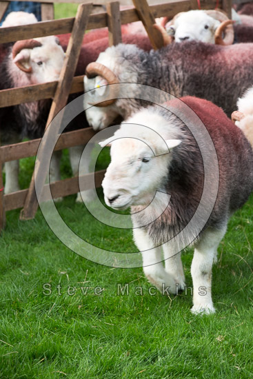 Haycock Lakeland Sheep