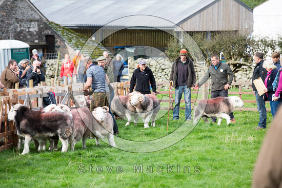Boltongate Field Herdwick - Lakeland Photos - Art Prints Boltongate Field Herdwick