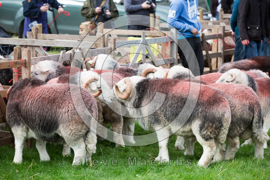Barrow-In-Furness Lake district Sheep