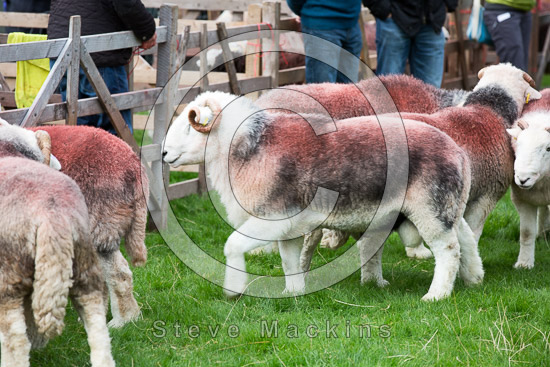 Thurstonfield Lake district Sheep