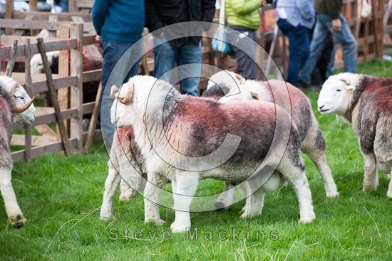 Hale Farm Lakeland Sheep
