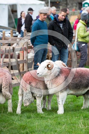 Orton Field Lake district Sheep