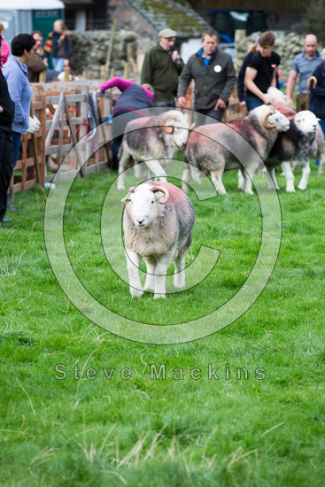 Oxen Park Valley Lake district Sheep