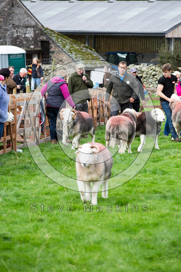 Sour Howes Farm Herdwick