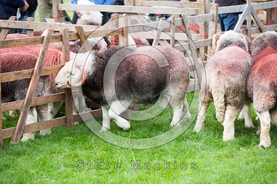Bridekirk Field Lake district Sheep - Lakeland Photos - Art Prints Bridekirk Field Lake district Sheep